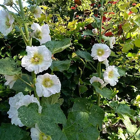 Holiday home De Zoete Aagt Groesbeek