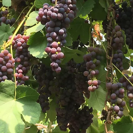 De Zoete Aagt Hébergement de vacances *