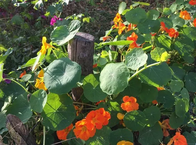 De Zoete Aagt Semesterbostad