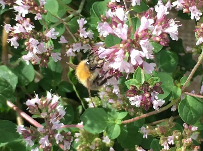 Casa de Férias De Zoete Aagt