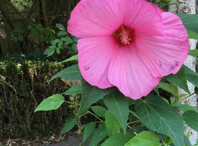 De Zoete Aagt Дом отдыха *