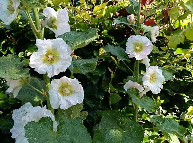 Vakantiehuis De Zoete Aagt Groesbeek