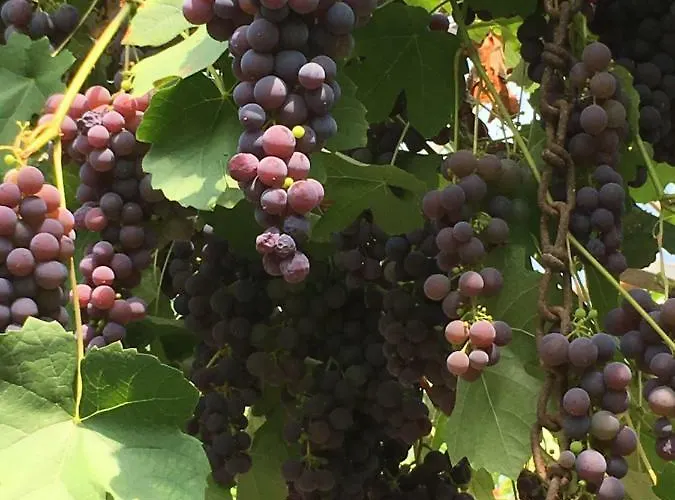 De Zoete Aagt Дом отдыха *